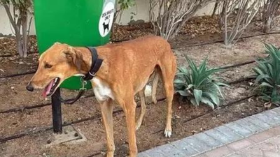 Representative image Delhi civic fines set for overhaul; fines for dogs without leash set at Rs 1,000