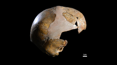 7,500-year-old skull in Eastern Europe thought to be “human-neanderthal hybrid” turns out to be something else