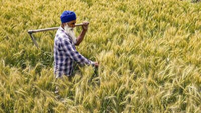 Government raises wheat procurement target by 15% as farmers turn to MSP