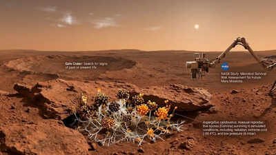 Can Earth’s fungi survive on Mars? NASA study reveals surprising answers