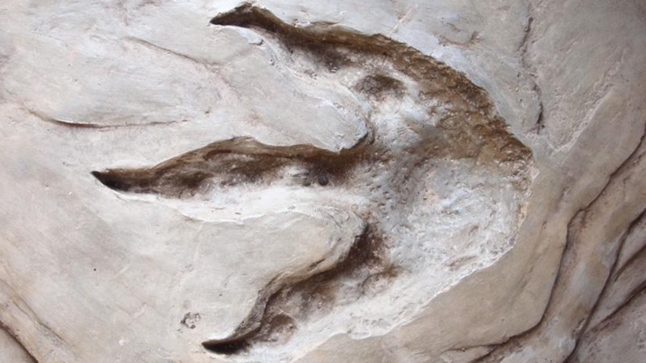 Fossilised footprints