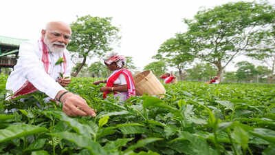 PM Modi visits Assam tea garden, plucks leaves, takes selfies with workers, calls it 'memorable experience'