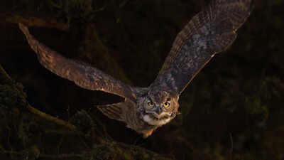 How big is a Great Horned Owl really? Shocking size, wingspan, and flight facts most people don’t know