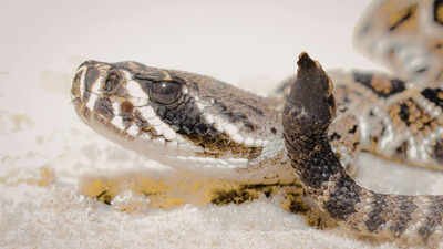 How king cobra, pythons and other venomous snakes get their scientific names: The shocking process behind hidden naming rules