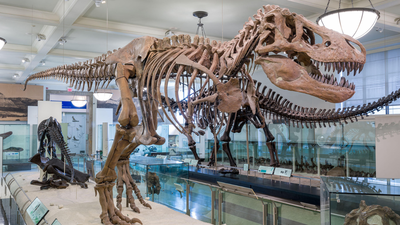 Jurassic Park got T. rex wrong: Scientists say it moved more like a bird than a beast