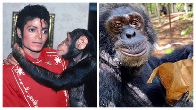 Michael Jackson brought Bubbles home in 1983 and he has been living in an apes sanctuary since 2005.