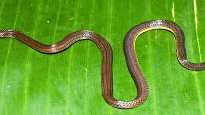 New snake species Calamaria garoensis discovered in Garo Hills, Meghalaya