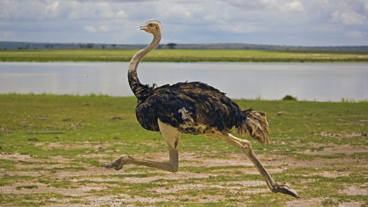 New study explains how T. rex walked like a bird