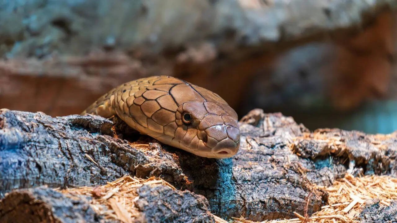 Snake naming process