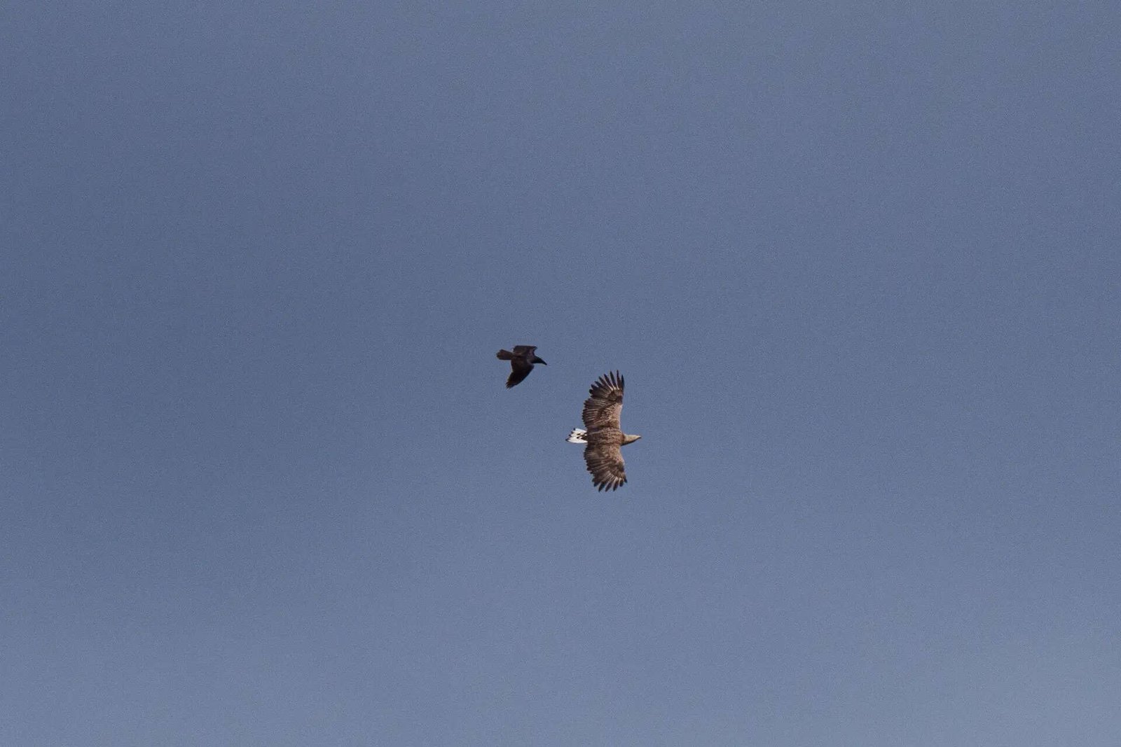 Ukraine Chernobyl Nature