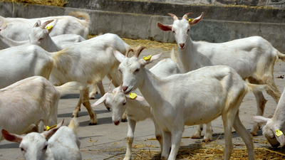 GOAT in Kashmir: Swiss Saanen sparks milk rush, but wait is long
