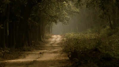A wildlife enthusiast recounts a profound encounter with a tigress and her cubs in Jim Corbett National Park. While initially awestruck, the author later felt shame witnessing the animals' vulnerability amidst tourist activity, questioning the line between appreciation and harassment in wildlife tourism and advocating for greater restraint. A tiger from Jim Corbett that haunted me for months: There's so much more in National Parks that we fail to see