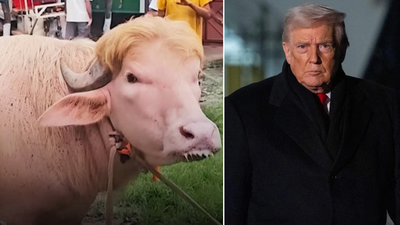 . 'Poor thing': Iran mocks Donald Trump as viral buffalo resembling him loses appetite