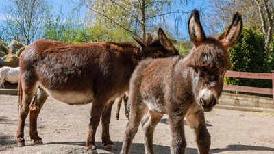 . Brazil races to lab-grow donkey collagen as China’s chase for youth pushes species toward collapse