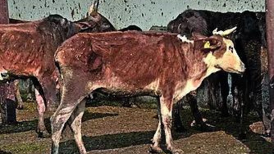 Representative image Bareilly education officers ordered to collect cattle fodder