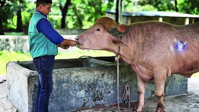 LUCK BY CHANCE: The buffalo will be now ‘cared for’ at the national zoo in Dhaka, after a last-minute intervention by the Bangladesh govt, reportedly following a ‘request’ from the US embassy Viral fame spares 'Donald Trump' buffalo from Eid sacrifice in Bangladesh