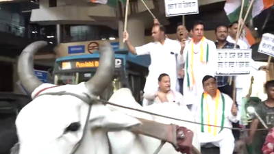 'People are forced to travel in bullock carts': Congress stages protest over fuel, milk price hike