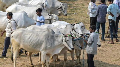 PTI file photo Not an essential part of Eid: Calcutta HC refuses to stay cattle slaughter restrictions ahead of festival