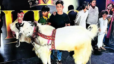 Bhopal’s best-kept Eid secret: Superstar goats worth lakhs being unveiled in style