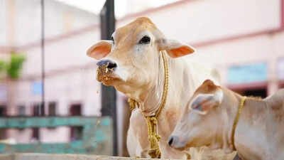 SC bins plea for urgent hearing to implement ban on cow slaughter