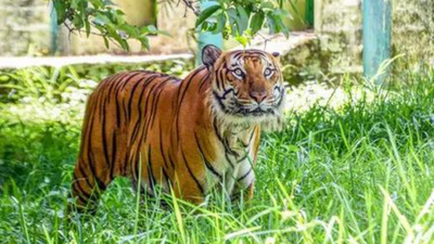 Representative image Adivasis demand halt to tiger safari push, evictions in south India forests