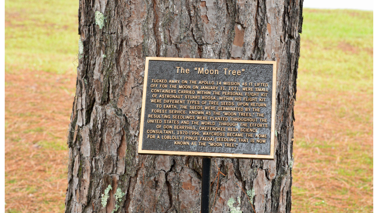Meet the Moon Trees: Apollo 14 astronauts carried hundreds of tree seeds around the Moon in 1971 and now they are flourishing across America