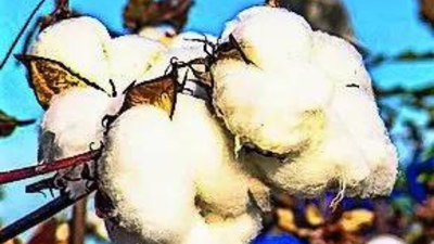 The exemption will be available from June 1 to Oct 31 5-month duty relief for cotton imports
