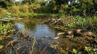 6 most snake-filled places around Ontario’s waters