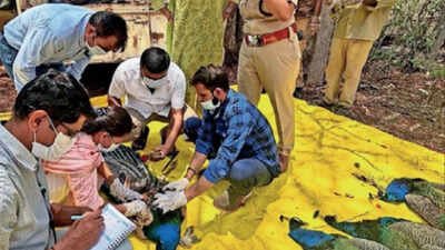 44 peacock deaths in Karnataka’s Tumakuru linked to H5N1 avian influenza; 33 villages on high alert
