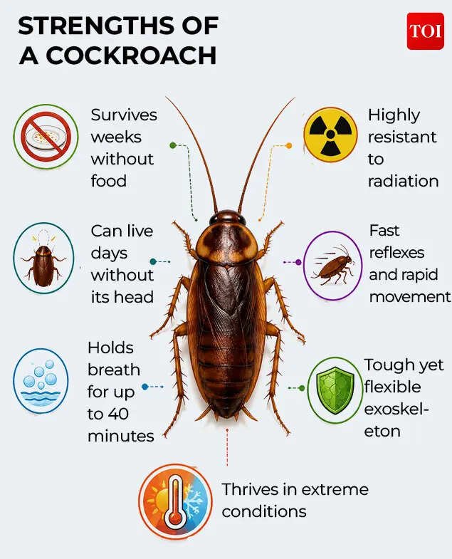 Cockroach5