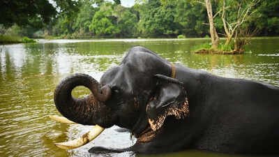 Karnataka’s Dubare Elephant Camp tragedy: 5 rules to follow in the presence of wildlife