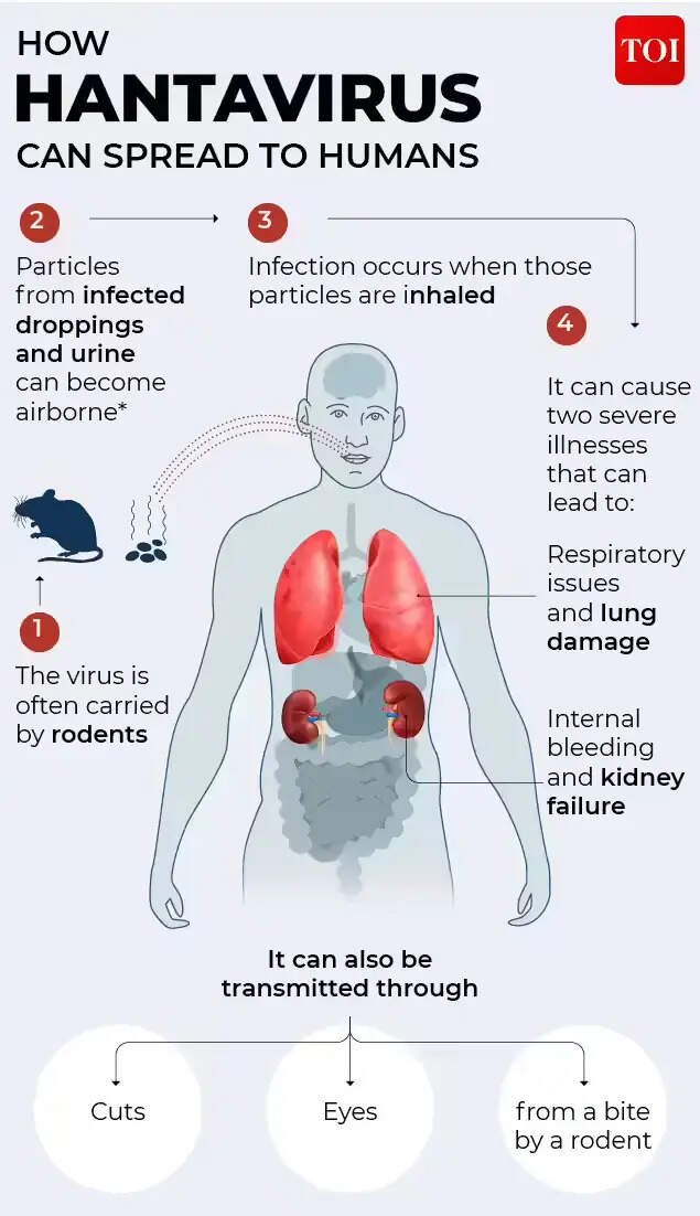 How hantavirus can spread to humans?
