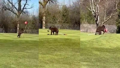 Jammu and Kashmir CM Omar Abdullah shares video of bears ‘stealing’ flag at Srinagar golf course