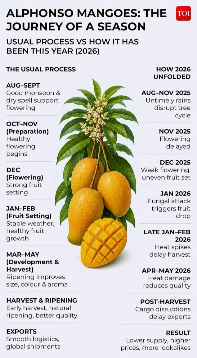 Journey of Alphonso mangoes this season vs usual season