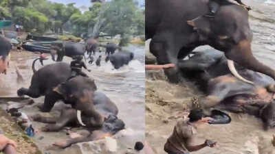 Karnataka elephant video Tourist dies after elephants fight at Karnataka wildlife camp, tragedy caught on camera