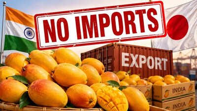 Setback for Indian mango exports! Why Japan has stopped imports of Kesar, Alphonso, Langra & other varieties from India