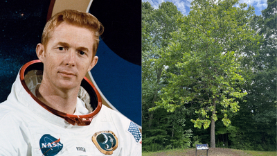 Meet the Moon Trees: Apollo 14 astronaut carried hundreds of tree seeds around the Moon in 1971 and now they are flourishing across America