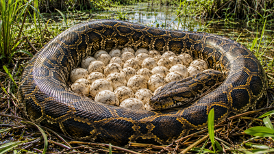 <p>Representative Image</p> Snakes everywhere: 120 Burmese python eggs discovered in Florida’s Everglades