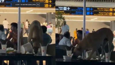 Stray dog spotted inside Hyderabad airport lounge, video goes viral; RGIA responds