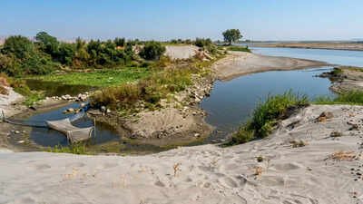 The once-mighty Yamuna has dwindled to a mere shadow of itself, revealing a parched riverbed that villagers can now traverse with ease. (image enhanced with AI) Why Yamuna is now brownish narrow stream