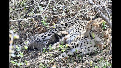 Mother cheetah KGP12 with four cubs in Kuno National Park on April 11 Four cubs born to country’s 1st India-born cheetah found dead in Kuno