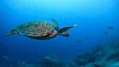 Image credit: AP 'Spy turtles and spy fish': China alleges foreign agencies using marine animals for espionage
