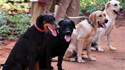 Sniffer dog cracks 6-yr-old’s rape case (representative) Scent of a scarf: Sniffer dog helps crack rape case of 6-year-old in UP's Sambhal