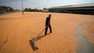 File photo India builds record grain reserves as El Nino returns: Rice stocks hit new peak, wheat stores at five-year high
