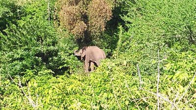 Representational image Human activities claimed 1,653 elephant lives in India since 2009: Study