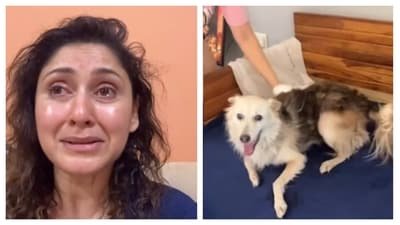 Manjari Fadnis claimed that Mikey had gone missing and residents had been trying to find him. Manjari Fadnis claimed that Mikey had gone missing and residents had been trying to find him.