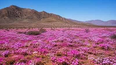 Atacama Desert was the driest place in the world, until one phenomenon turned it into a flowering garden with 200 species of blooms
