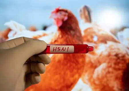 Australia 'well prepared' for outbreak of H5N1 bird flu: Environment minister
