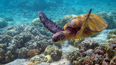 SOP released to conserve sea turtles across 36 islands of Lakshadweep SOP released to conserve sea turtles across 36 islands of Lakshadweep