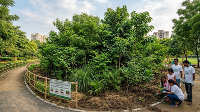 From Tokyo to Delhi: How fast growing 'Miyawaki forests' are reshaping urban landscapes worldwide